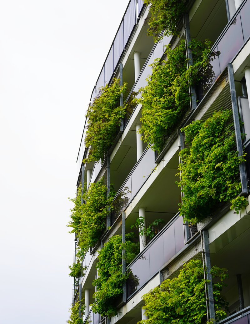 smart_ist_gruen_Hortensie